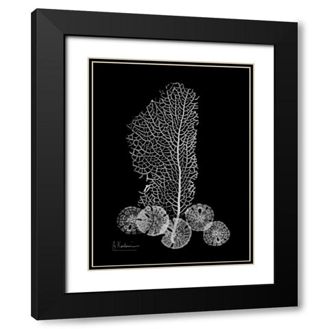 Sea Fan and Sand Dollar on Black Black Modern Wood Framed Art Print with Double Matting by Koetsier, Albert