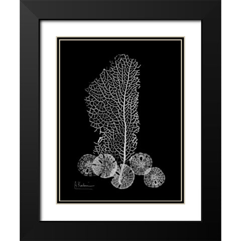 Sea Fan and Sand Dollar on Black Black Modern Wood Framed Art Print with Double Matting by Koetsier, Albert