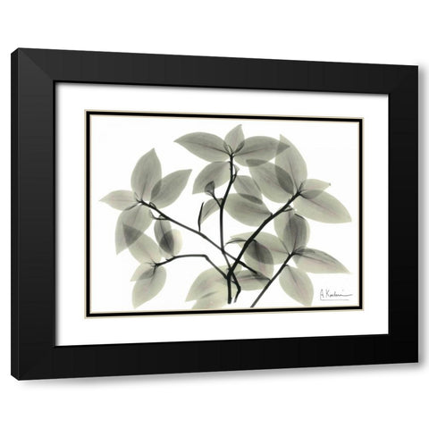 Wandering Jew Black Modern Wood Framed Art Print with Double Matting by Koetsier, Albert