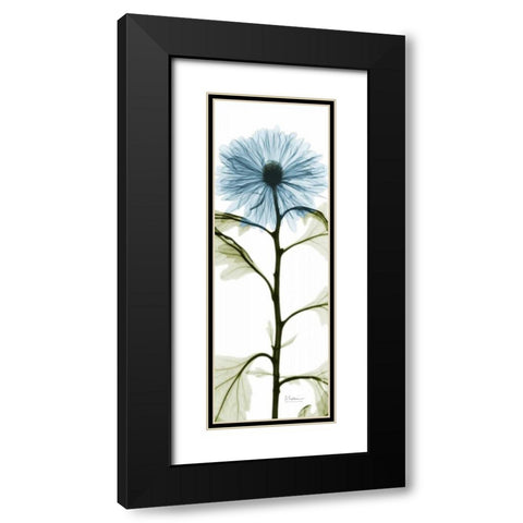 Long Blue Chrysanthemum Black Modern Wood Framed Art Print with Double Matting by Koetsier, Albert