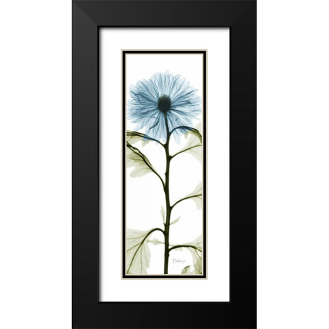 Long Blue Chrysanthemum Black Modern Wood Framed Art Print with Double Matting by Koetsier, Albert