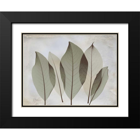 Magnolia Leaf Black Modern Wood Framed Art Print with Double Matting by Koetsier, Albert
