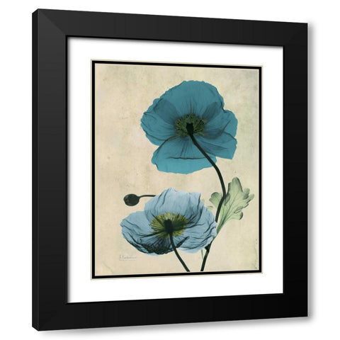 Iceland Poppy Black Modern Wood Framed Art Print with Double Matting by Koetsier, Albert