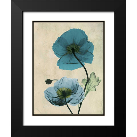 Iceland Poppy Black Modern Wood Framed Art Print with Double Matting by Koetsier, Albert