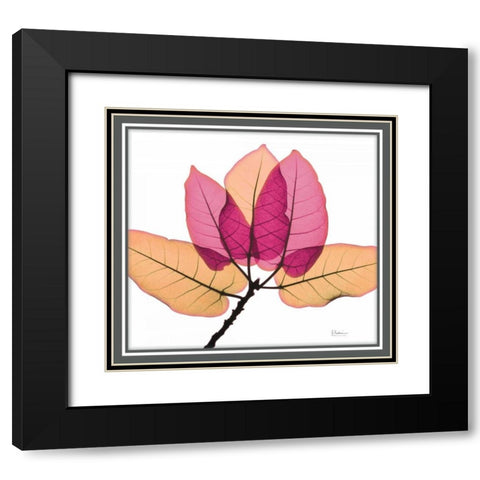 Ficus Burkey Black Modern Wood Framed Art Print with Double Matting by Koetsier, Albert