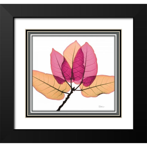 Ficus Burkey Black Modern Wood Framed Art Print with Double Matting by Koetsier, Albert