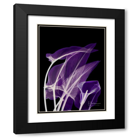 Purple Calla Black Modern Wood Framed Art Print with Double Matting by Koetsier, Albert
