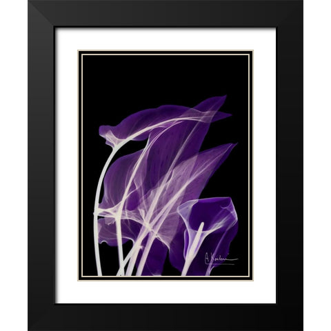 Purple Calla Black Modern Wood Framed Art Print with Double Matting by Koetsier, Albert