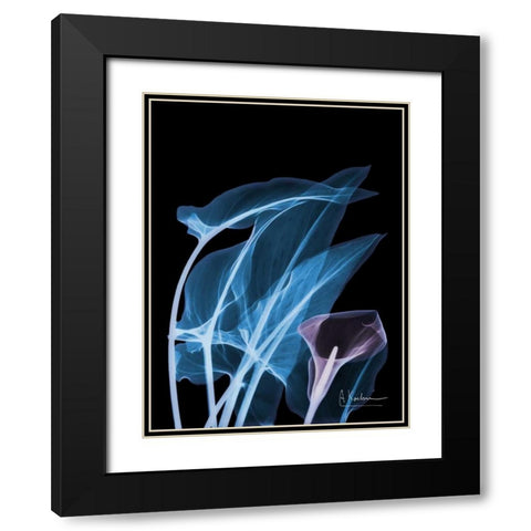 Blue Purple Calla Black Modern Wood Framed Art Print with Double Matting by Koetsier, Albert