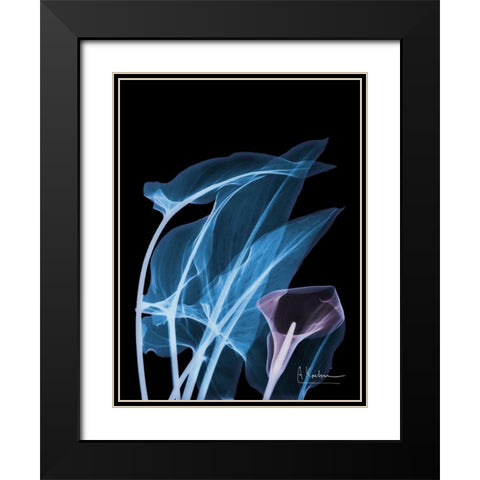 Blue Purple Calla Black Modern Wood Framed Art Print with Double Matting by Koetsier, Albert