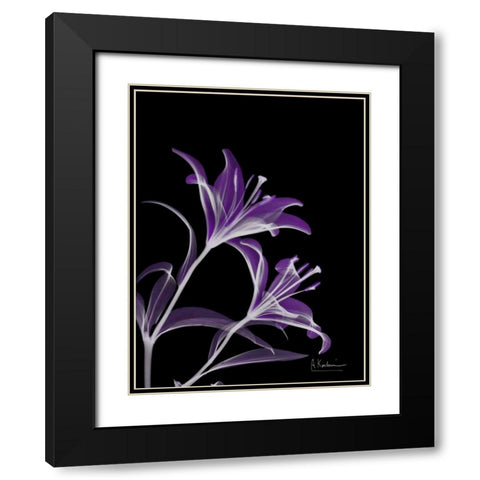 Purple Lily Black Modern Wood Framed Art Print with Double Matting by Koetsier, Albert