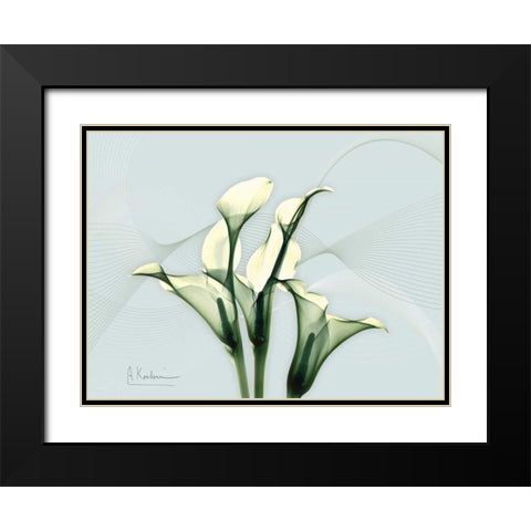 Calla Lily L275 Black Modern Wood Framed Art Print with Double Matting by Koetsier, Albert