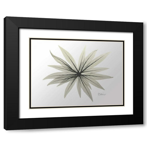 New Echium Black Modern Wood Framed Art Print with Double Matting by Koetsier, Albert
