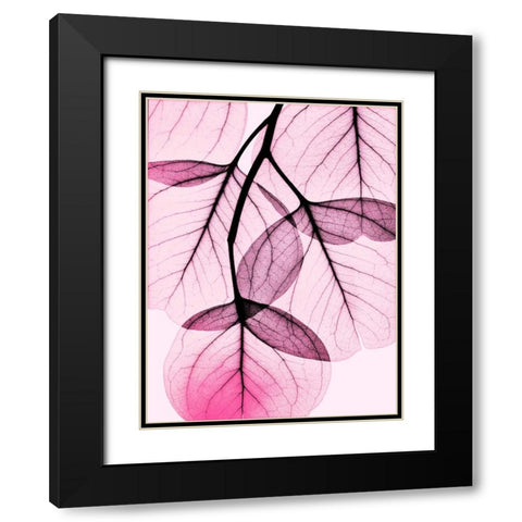 Pink Eucalyptus Black Modern Wood Framed Art Print with Double Matting by Koetsier, Albert