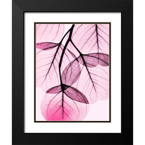 Pink Eucalyptus Black Modern Wood Framed Art Print with Double Matting by Koetsier, Albert