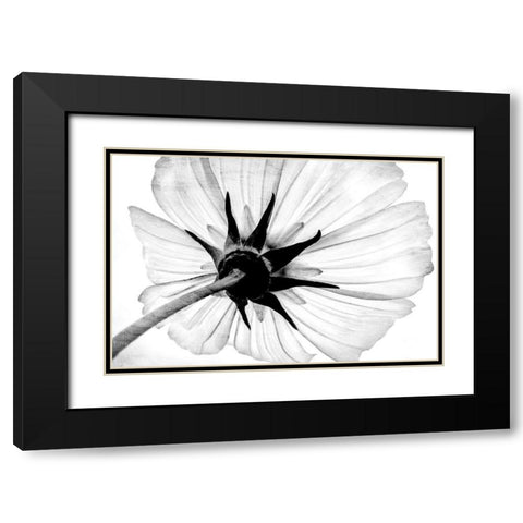 Anemone Black Modern Wood Framed Art Print with Double Matting by Bailey, Ann