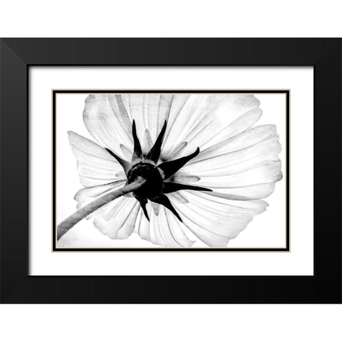 Anemone Black Modern Wood Framed Art Print with Double Matting by Bailey, Ann