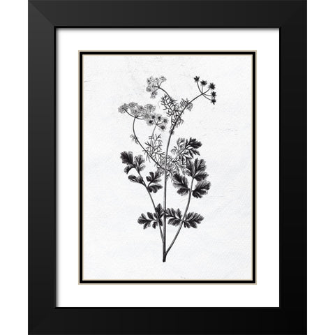 Pressed Herbs 2 Black Modern Wood Framed Art Print with Double Matting by Bailey, Ann