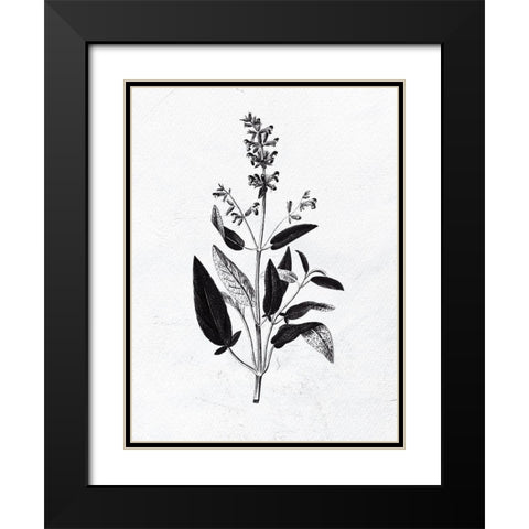 Pressed Herbs 3 Black Modern Wood Framed Art Print with Double Matting by Bailey, Ann