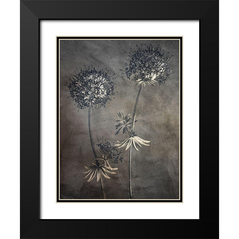 Puff 2 Black Modern Wood Framed Art Print with Double Matting by Bailey, Ann