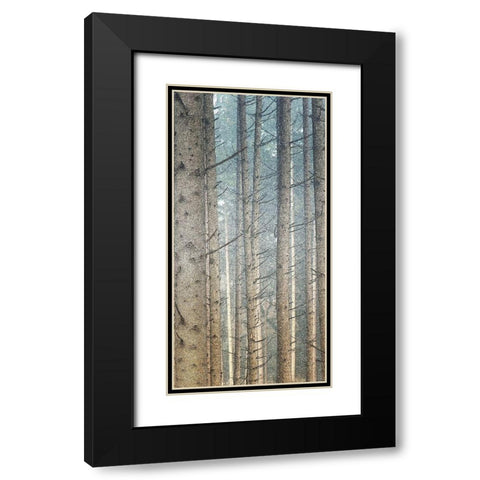 Forest Dreaming 2 Black Modern Wood Framed Art Print with Double Matting by Bailey, Ann