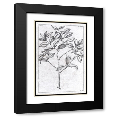 Palm 1 Black Modern Wood Framed Art Print with Double Matting by Brown, Denise