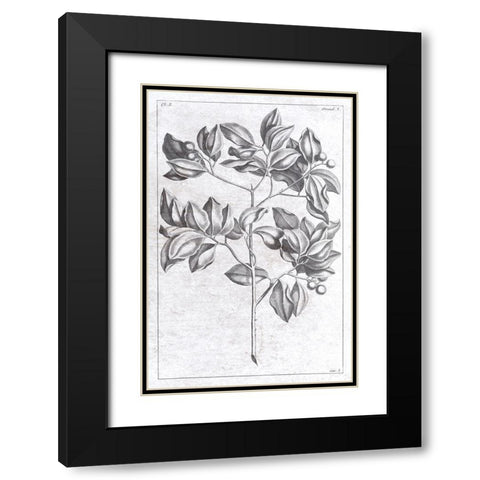 Palm 2 Black Modern Wood Framed Art Print with Double Matting by Brown, Denise