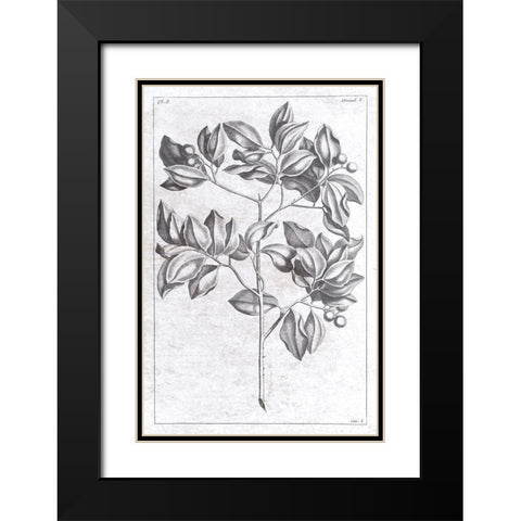 Palm 2 Black Modern Wood Framed Art Print with Double Matting by Brown, Denise