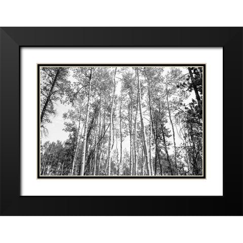 Aspen BW 1 Black Modern Wood Framed Art Print with Double Matting by Urquhart, Elizabeth