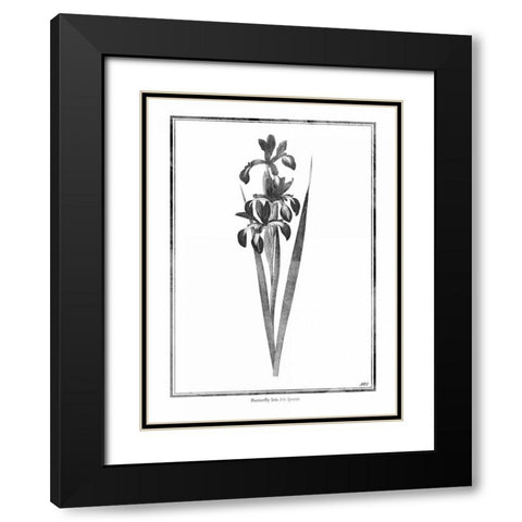 Butterfly Iris Black Modern Wood Framed Art Print with Double Matting by Grey, Jace