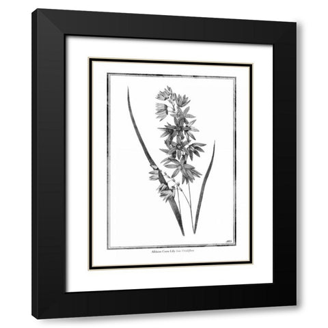 African Corn Lily Black Modern Wood Framed Art Print with Double Matting by Grey, Jace