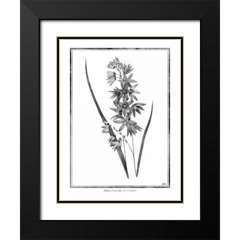 African Corn Lily Black Modern Wood Framed Art Print with Double Matting by Grey, Jace