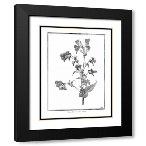 Commelina Black Modern Wood Framed Art Print with Double Matting by Grey, Jace