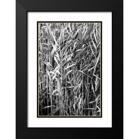 Beach Foliage 4 Black Modern Wood Framed Art Print with Double Matting by Grey, Jace