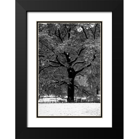 Central Park Solitary Friend Black Modern Wood Framed Art Print with Double Matting by Grey, Jace