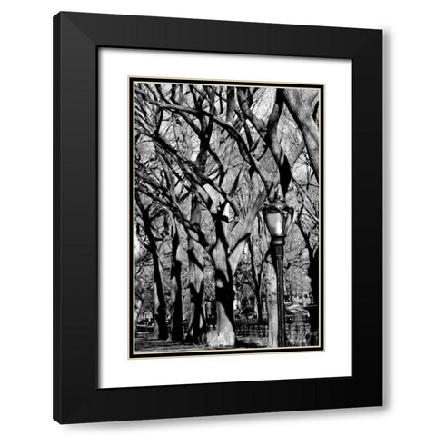 Central Park Forest Black Modern Wood Framed Art Print with Double Matting by Grey, Jace