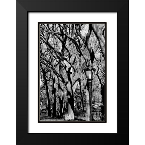 Central Park Forest Black Modern Wood Framed Art Print with Double Matting by Grey, Jace
