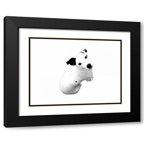 Jack Russell Buddy 1 Black Modern Wood Framed Art Print with Double Matting by Grey, Jace