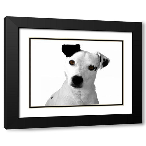 Jack Russell Buddy 2 Black Modern Wood Framed Art Print with Double Matting by Grey, Jace