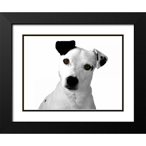 Jack Russell Buddy 2 Black Modern Wood Framed Art Print with Double Matting by Grey, Jace