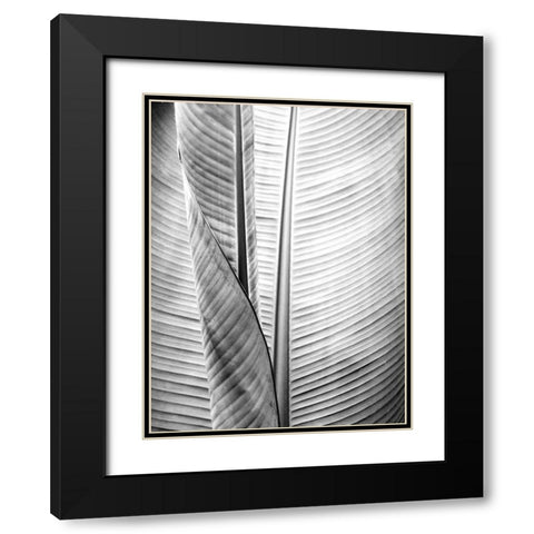 Metal BW Plant 1 Black Modern Wood Framed Art Print with Double Matting by Allen, Kimberly