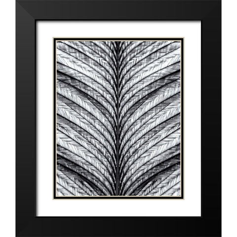 Black and White Feather 1 Black Modern Wood Framed Art Print with Double Matting by Kimberly, Allen