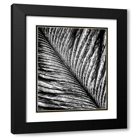 Black and White Feather 2 Black Modern Wood Framed Art Print with Double Matting by Kimberly, Allen
