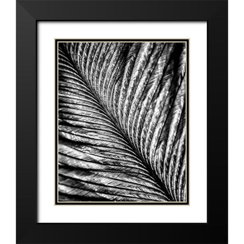 Black and White Feather 2 Black Modern Wood Framed Art Print with Double Matting by Kimberly, Allen