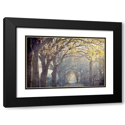 Avenue of Trees Black Modern Wood Framed Art Print with Double Matting by Kimberly, Allen