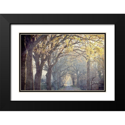 Avenue of Trees Black Modern Wood Framed Art Print with Double Matting by Kimberly, Allen