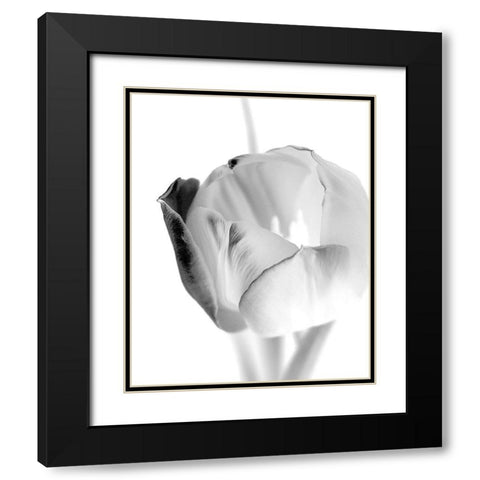Black and White Tulip 1 Black Modern Wood Framed Art Print with Double Matting by Kimberly, Allen