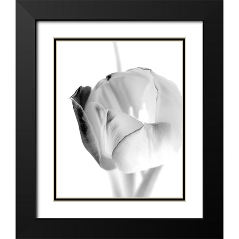 Black and White Tulip 1 Black Modern Wood Framed Art Print with Double Matting by Kimberly, Allen