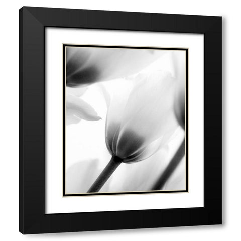 Black and White Tulip 2 Black Modern Wood Framed Art Print with Double Matting by Kimberly, Allen
