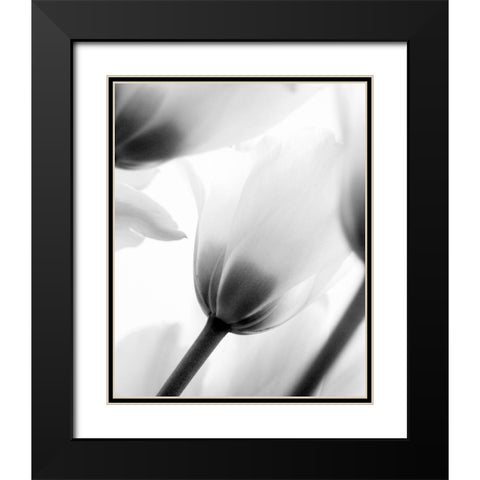 Black and White Tulip 2 Black Modern Wood Framed Art Print with Double Matting by Kimberly, Allen